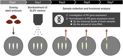 Novel Functional Analysis for Pathogenic Proteins of Bursaphelenchus xylophilus in Pine Seed Embryos Using a Virus Vector